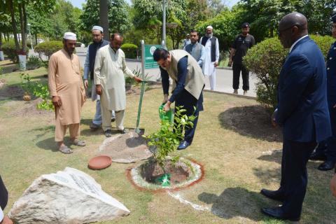 Sapling